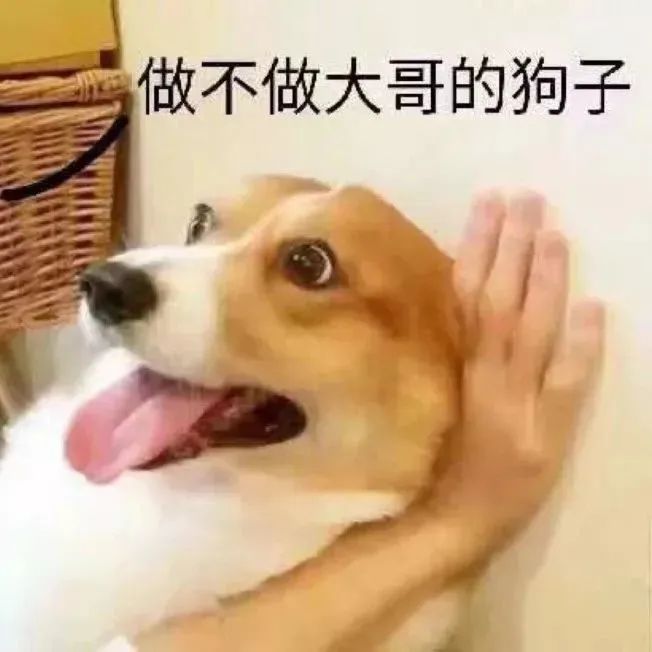 做不做大哥的狗子