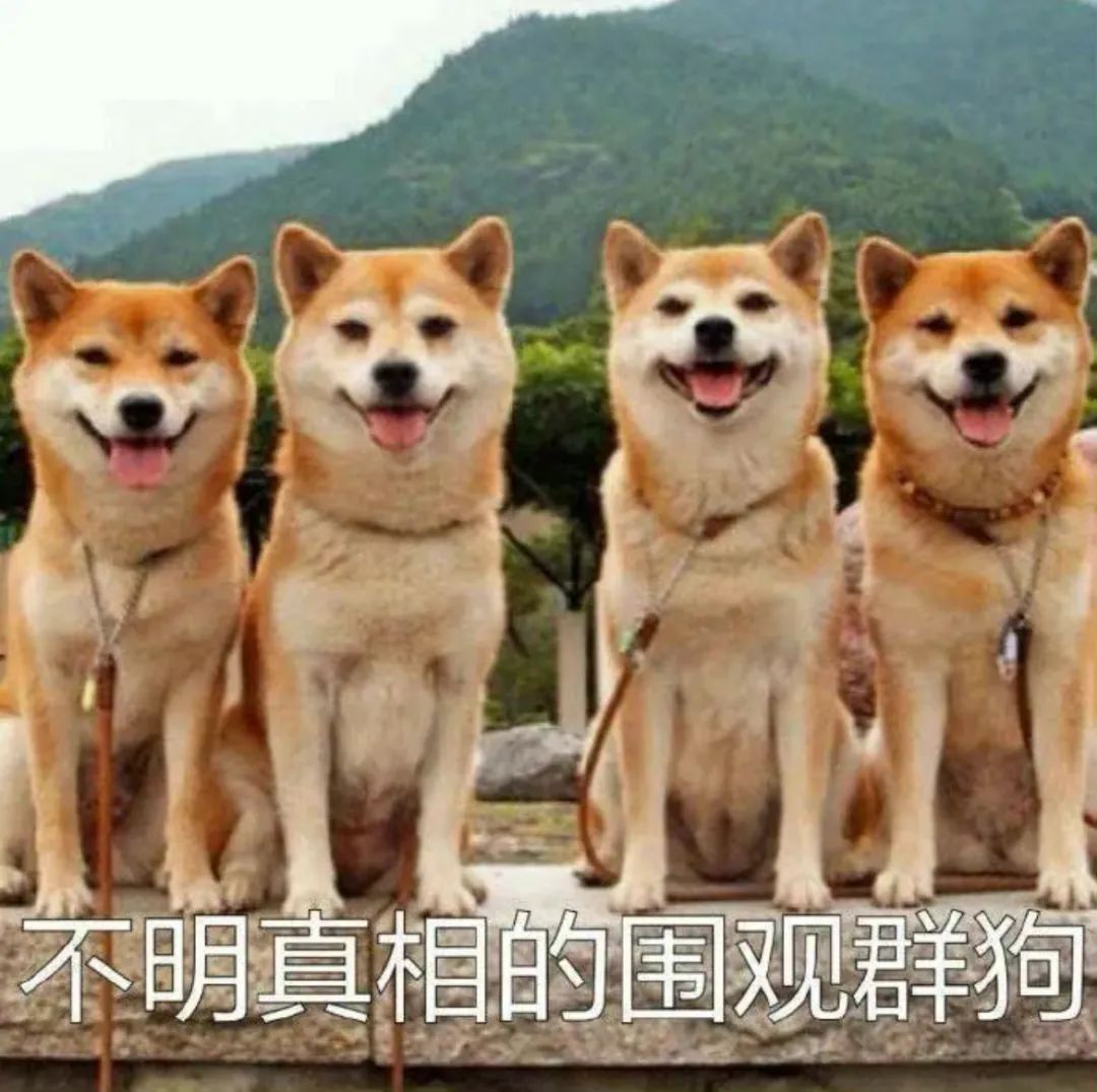 不明真相的围观群狗