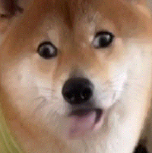 狗子转眼珠吐舌头