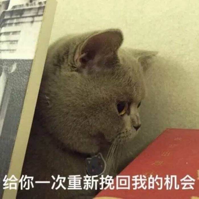 （猫咪）给你一次重新挽回我的机会