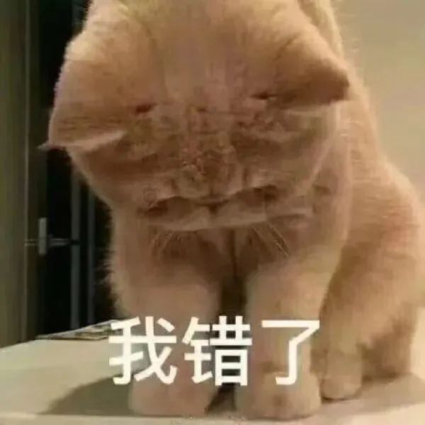 喵咪道歉 我错了
