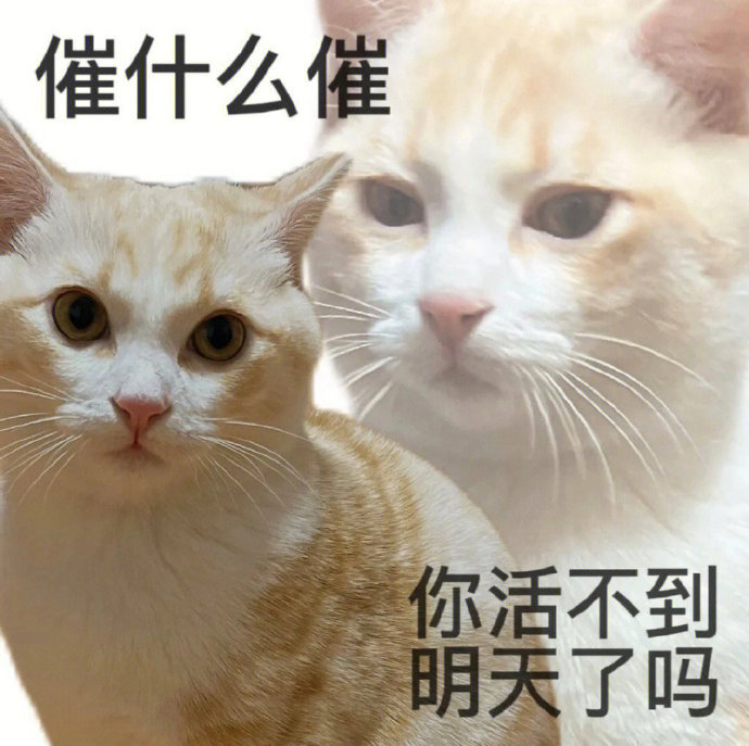 催什么催 你活不到 明天了吗