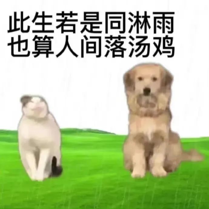 此生若是同淋雨 也算人间落汤鸡