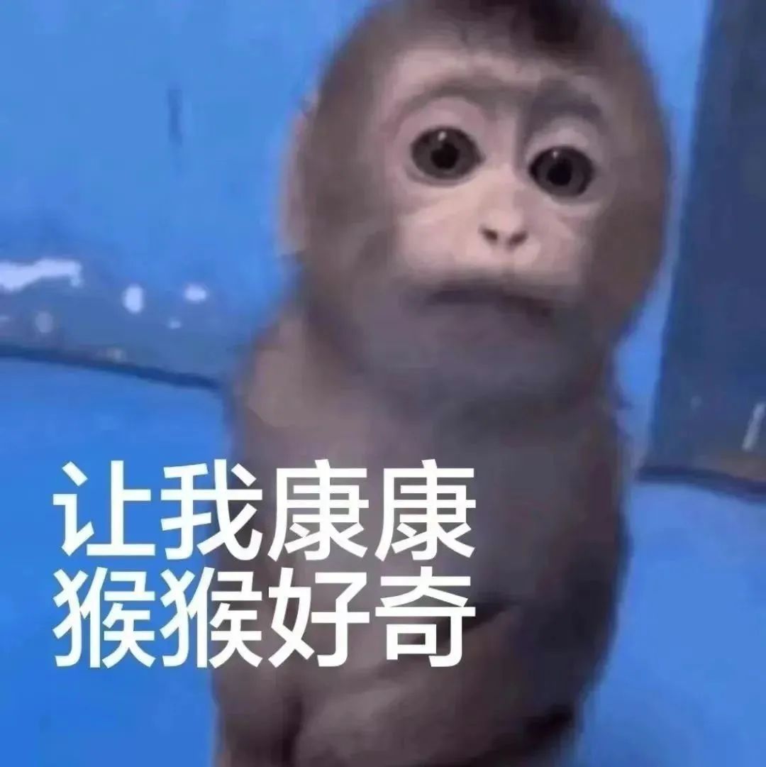 让我康康 猴猴好奇
