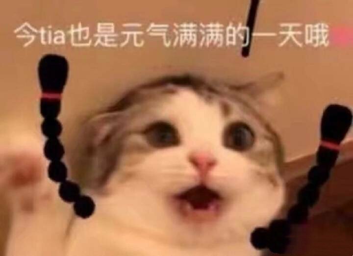 今天也是元气满满的一天哦（猫咪）