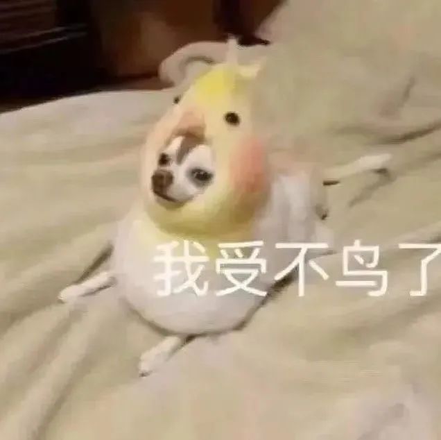 我受不鸟了