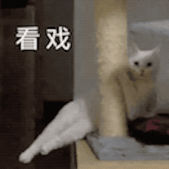 猫咪 看戏