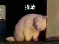 猫咪撞墙