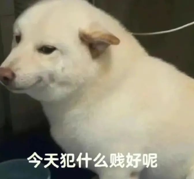今天犯什么贱好呢