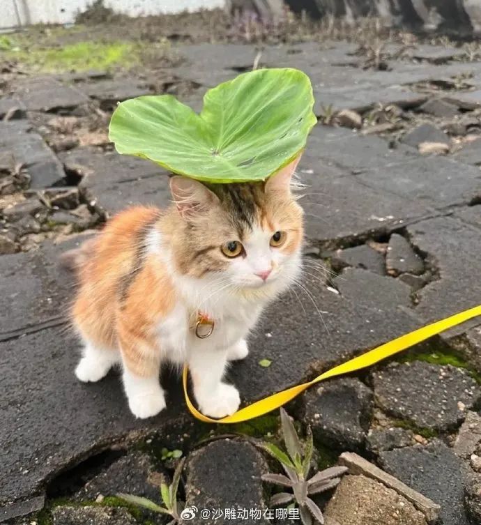 小荷才露尖尖角