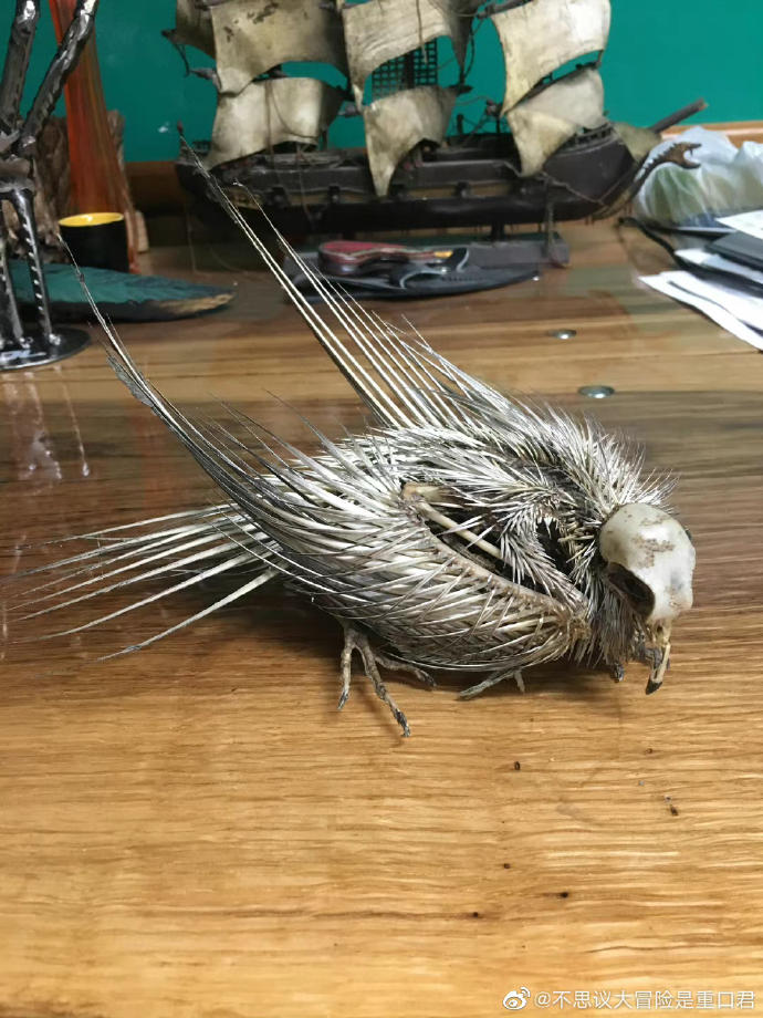 在混凝土设施的钢管中发现这具完美的小鸟骸骨