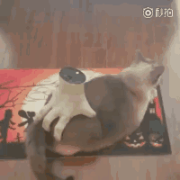 电动撸猫神器，了解一下