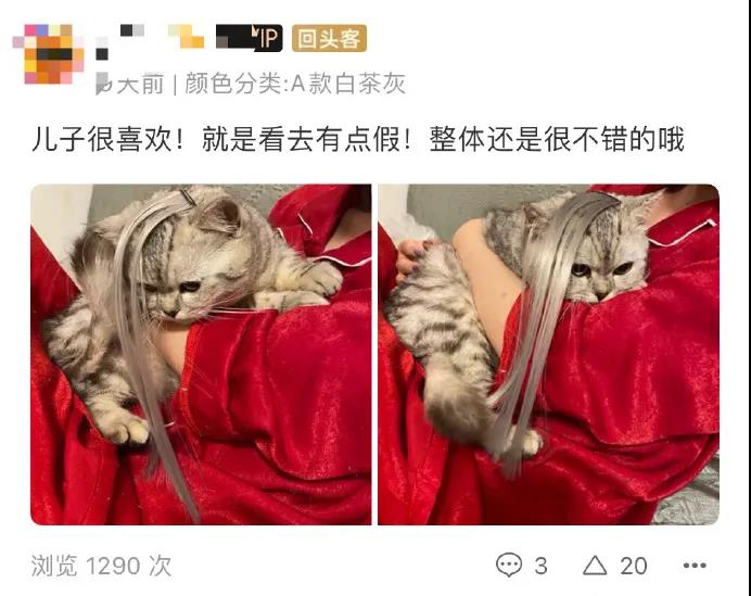 精神小猫