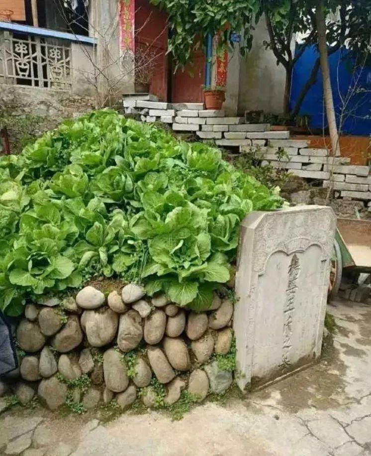 你奶奶不但给你们看门还要负责种菜？！