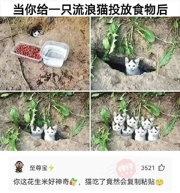 不是，猫还吃花生米吗