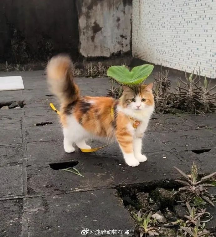 小荷才露尖尖角