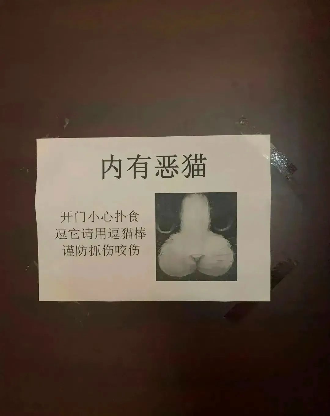 这个吊…猫真是一眼难忘啊