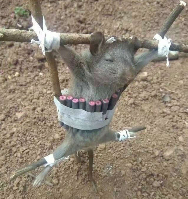 鼠鼠：人干事？!