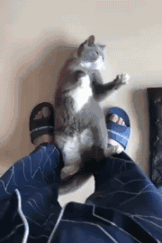 这是一只会打太极的猫咪