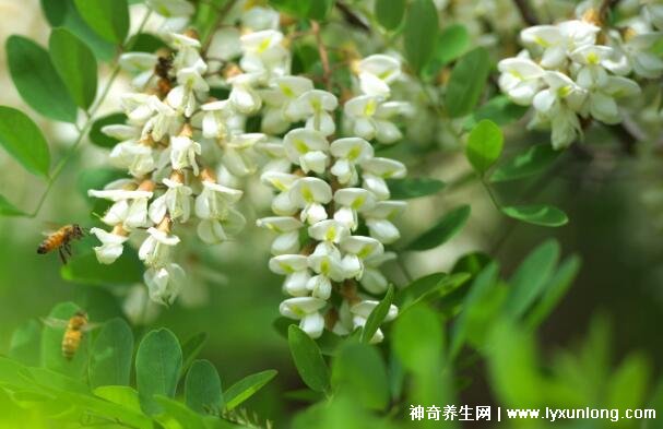 槐花对男士性功能有哪些好处