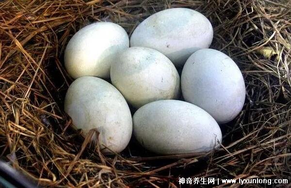 鹅蛋怎么吃去风湿