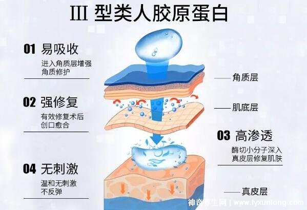 皮肤补胶原蛋白用什么好