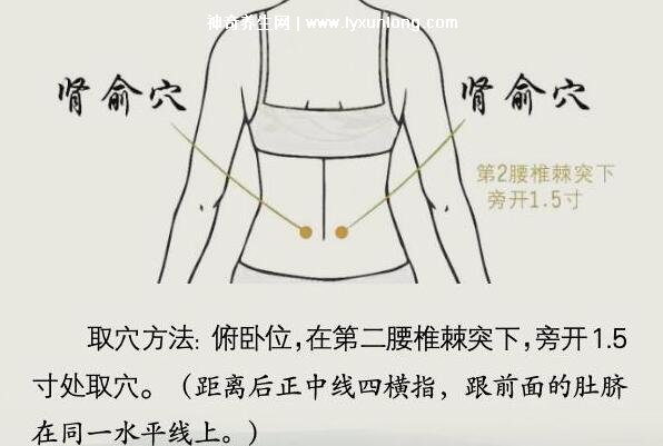 肾俞的准确位置图
