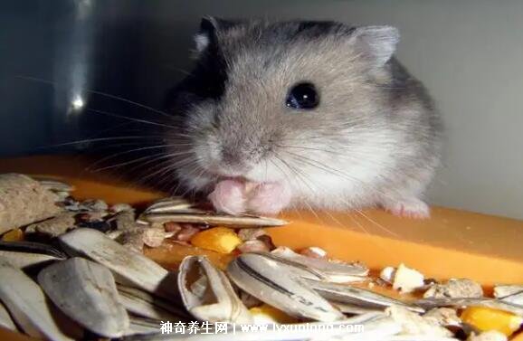 仓鼠快死的七种表现