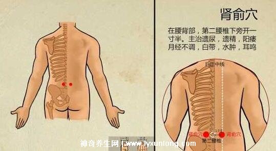 肾俞的准确位置图