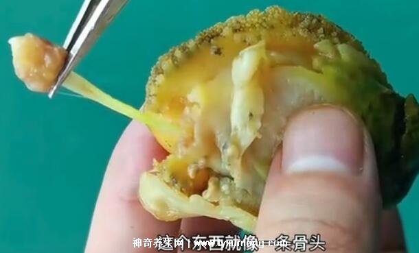 鲍鱼的做法及清洗视频教程