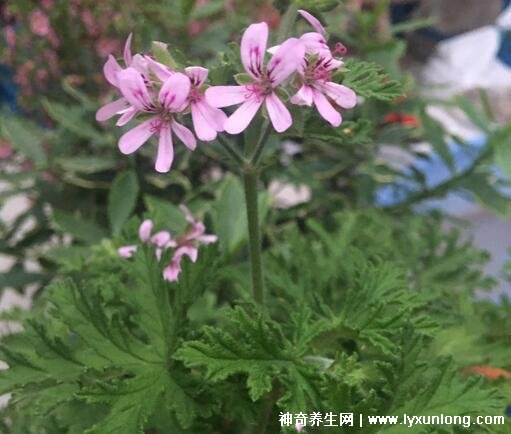 蚊子最怕的3个克星