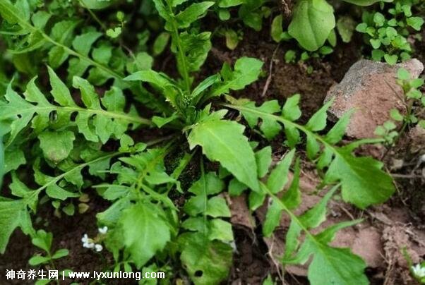 血糖最怕的一种野菜