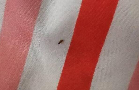为什么床上会出现红色的小虫
