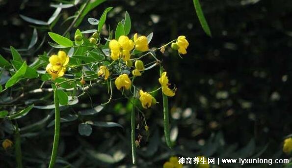 植物中药决明子图片,叶片和花朵像极了花生