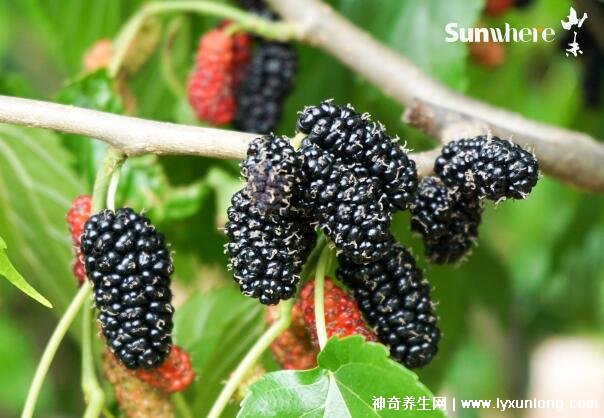 六种人不宜吃桑葚