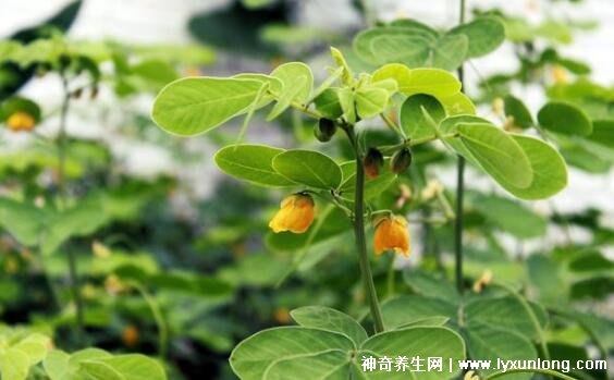 植物中药决明子图片,叶片和花朵像极了花生