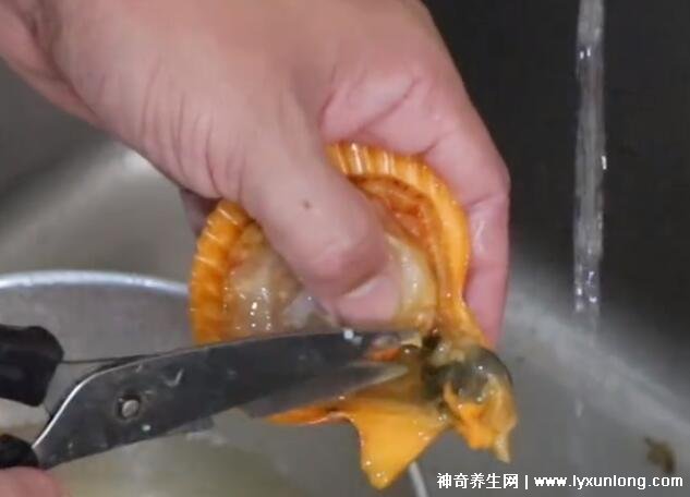 扇贝肉怎么处理干净，内附详细步骤图片