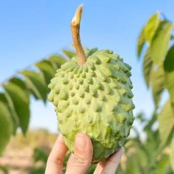 佛头果是什么水果