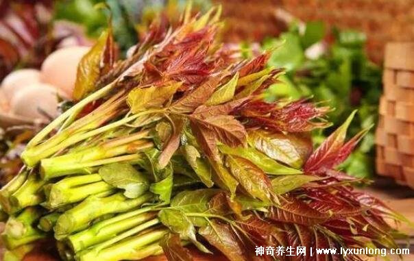 香椿三种人不宜吃