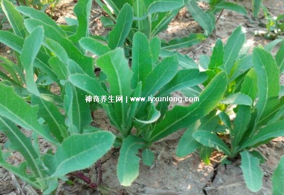 血糖最怕的一种野菜