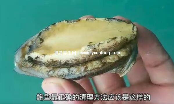 鲍鱼的做法及清洗视频教程