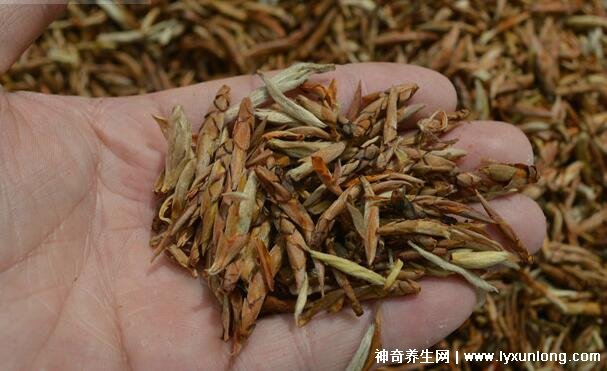 女性可以长期喝老鹰茶吗