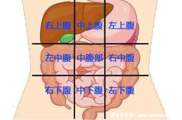 胃在什么位置图片