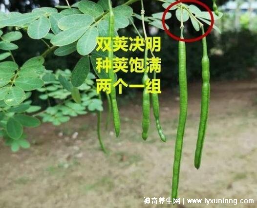 植物中药决明子图片,叶片和花朵像极了花生