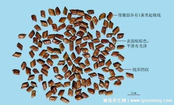 植物中药决明子图片,叶片和花朵像极了花生
