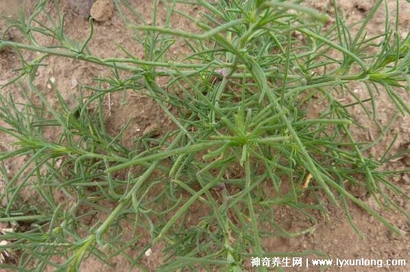 血糖最怕的一种野菜