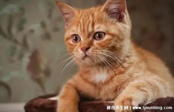 猫抓出血狂犬病几乎为0