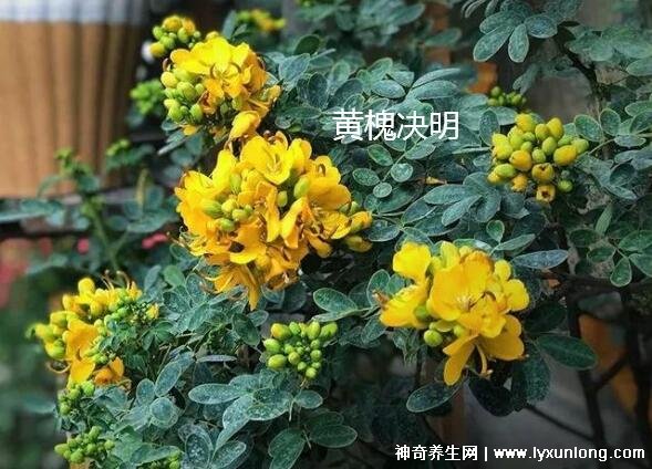 植物中药决明子图片,叶片和花朵像极了花生