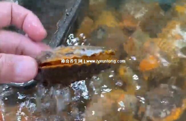 扇贝肉怎么处理干净，内附详细步骤图片
