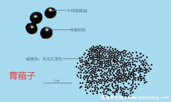 植物中药决明子图片,叶片和花朵像极了花生